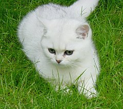 Gatti (98)